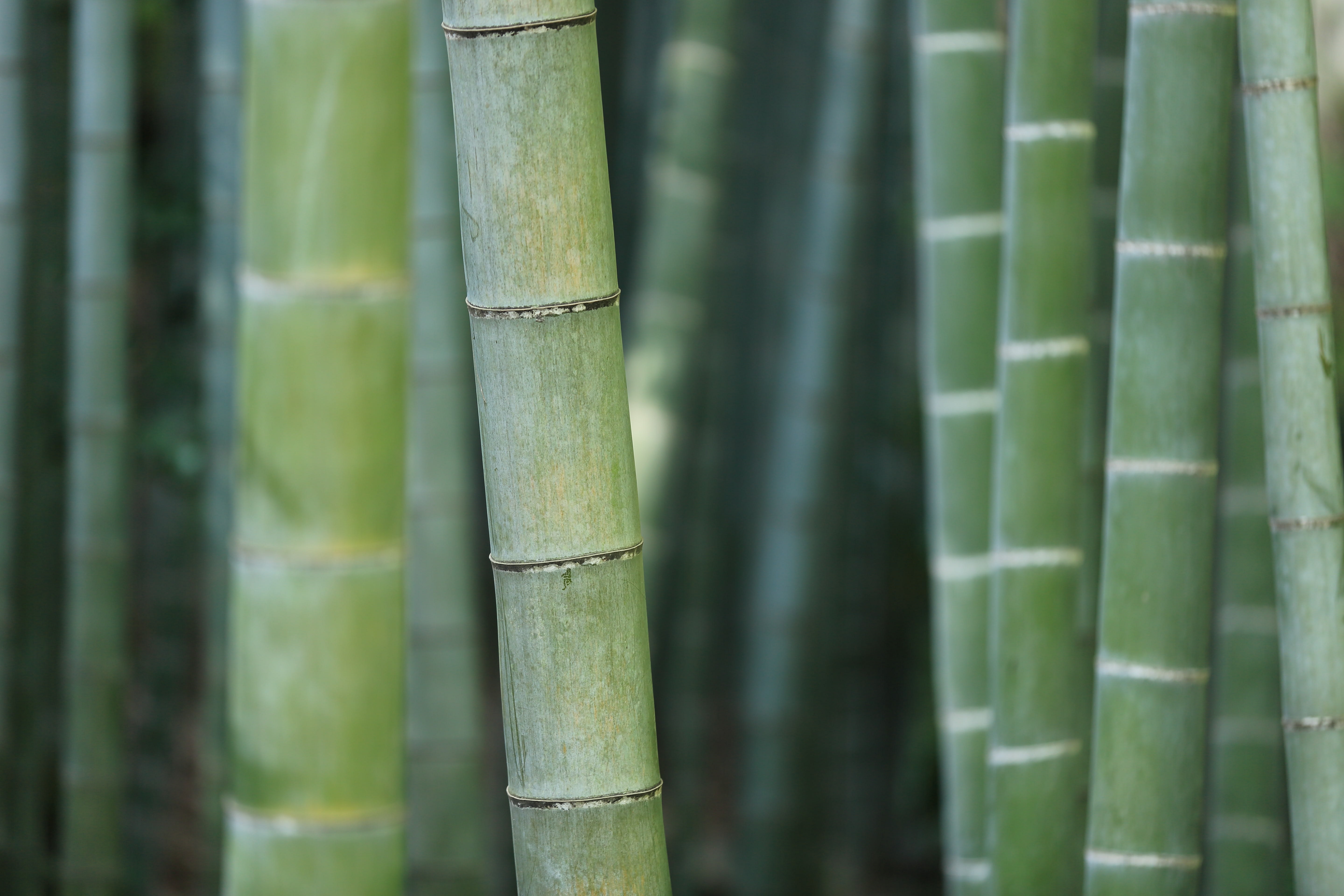 bamboo photo