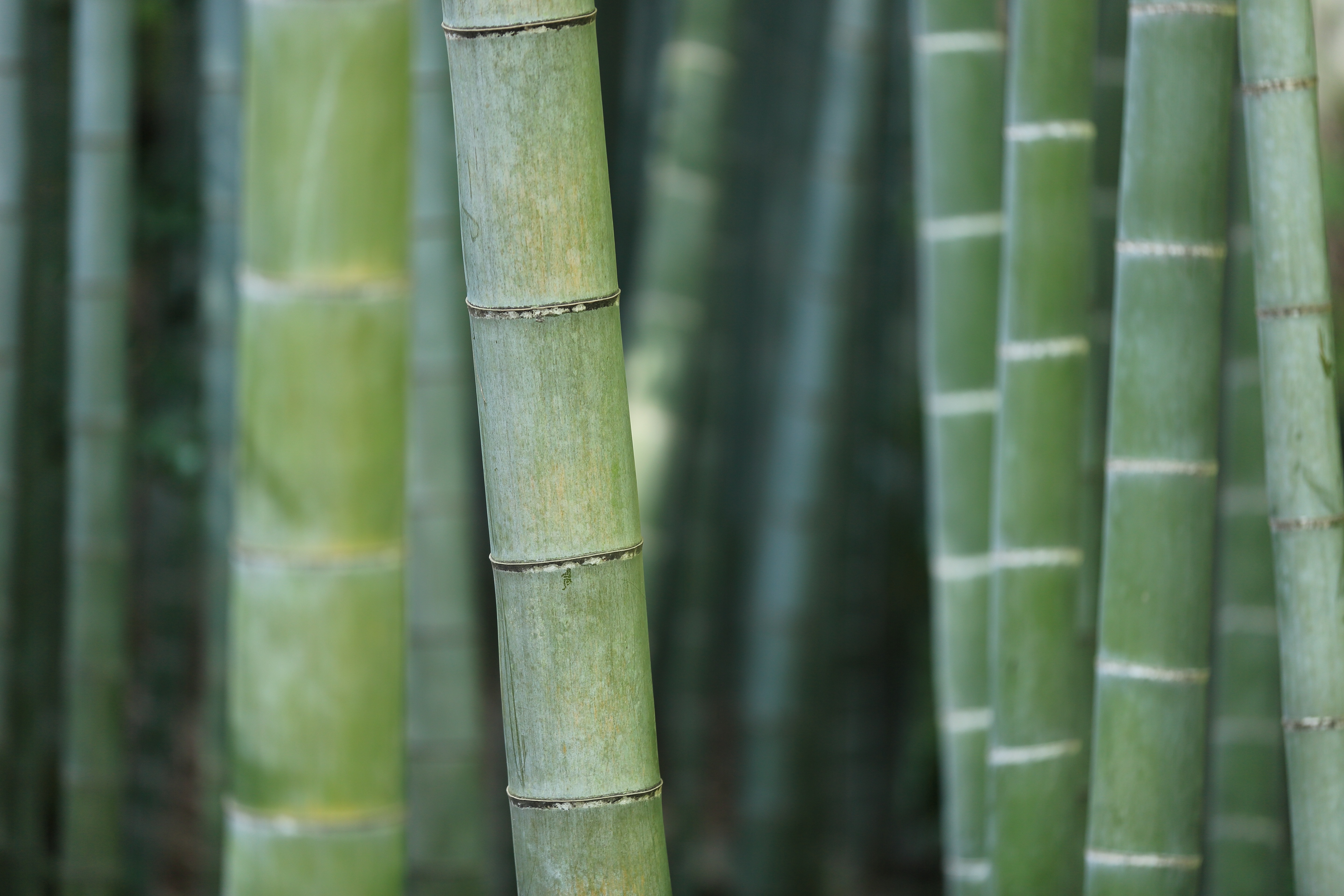 Bamboo