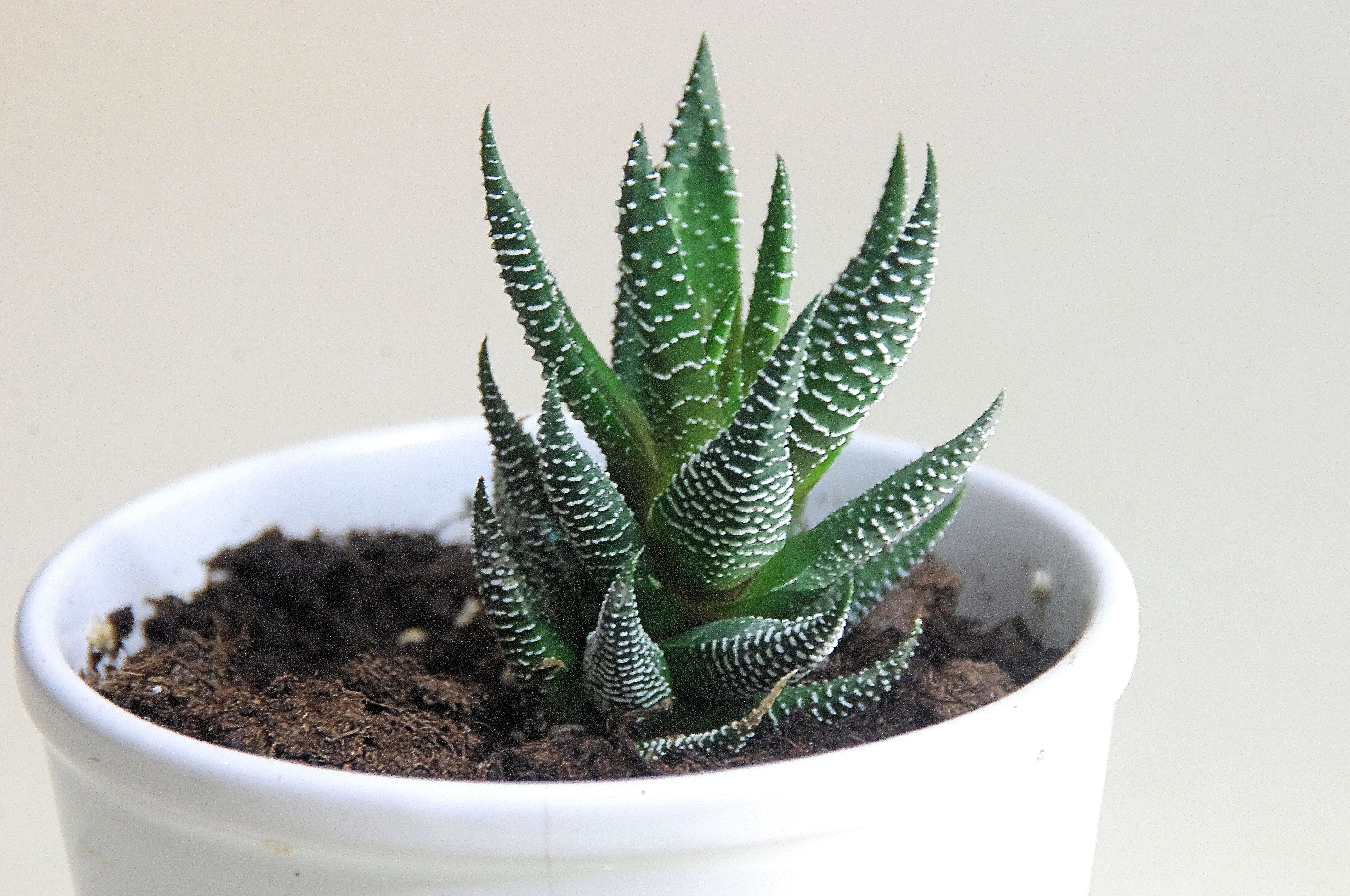 aloe vera